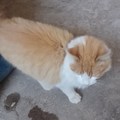 Gato reveal 2 (este es el hijo (es hombre) de la gata que se murió :okay:)se llama nino mish y tiene un hermanito