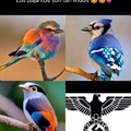 lindas aves