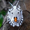 Since it is a well known fact that all nature fears clowns this bug frightens away predictors with its unique markings…