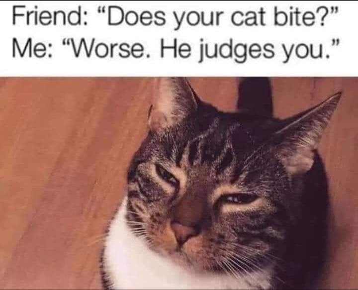 Cat life - meme