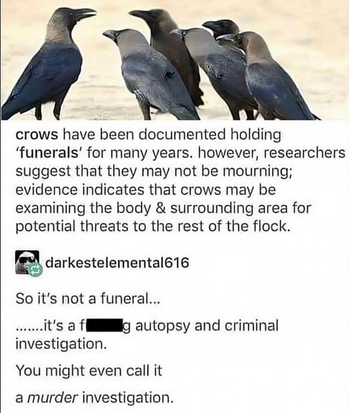CSI- crow science investigator - meme