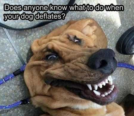 Deflater Doggo - meme