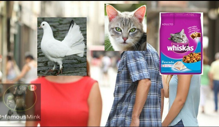 Ya sabemos que los otros 2 gatos comen palomas - meme