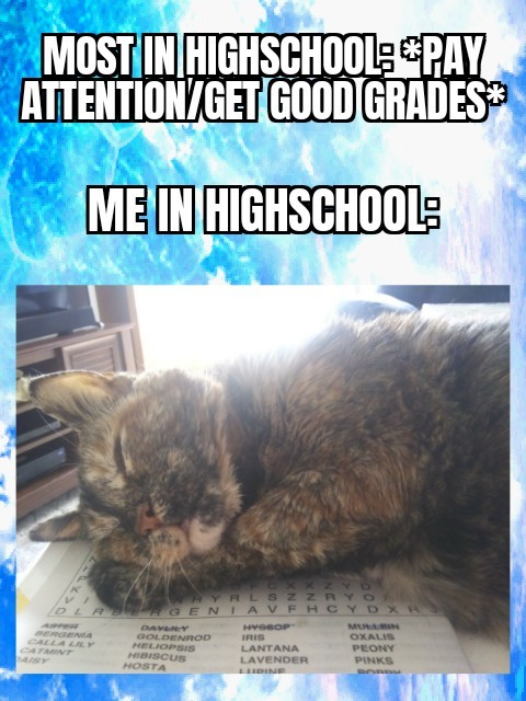 stoodie.         (THATS MY CAT MOLLY!) - meme