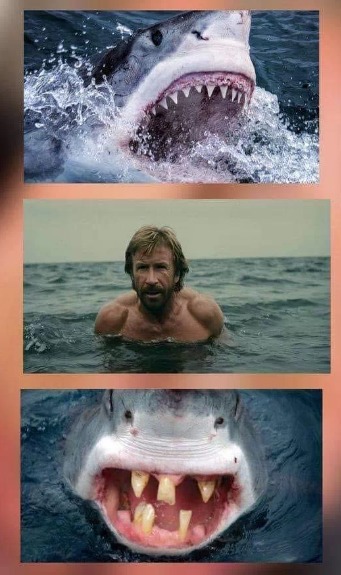 les memes sur chuk norris passerait encore en 2024 ?