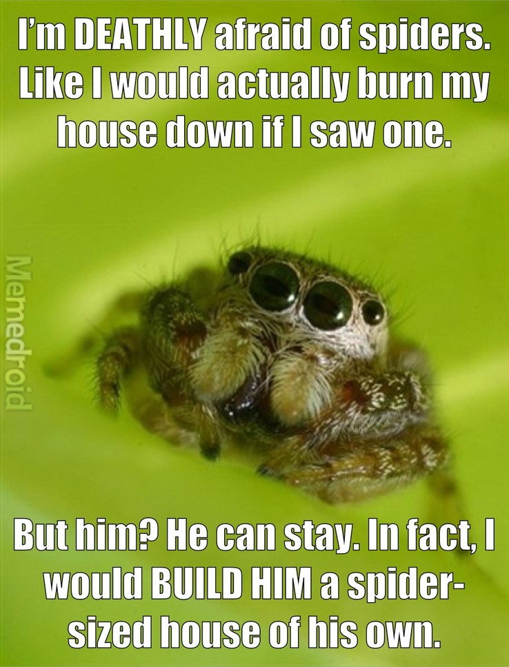 Spider Bro is Cute - meme