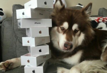 O filho de um chinês bilionário comprou 8 iPhones pro cachorro dele... - meme