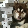 O filho de um chinês bilionário comprou 8 iPhones pro cachorro dele...
