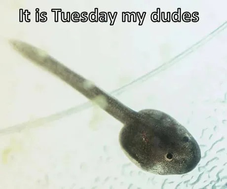 It is Tuesday - meme