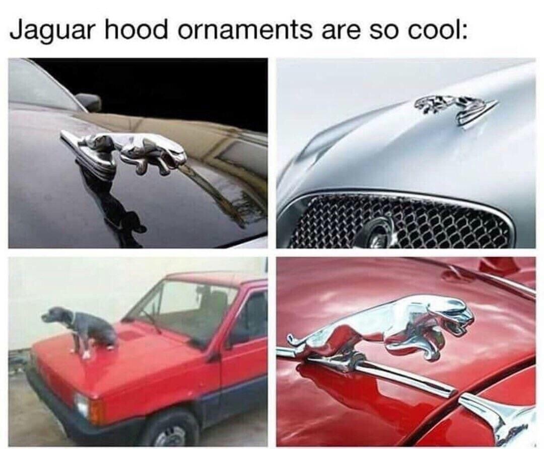 Jaguar - meme