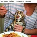 meme de gato