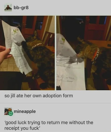 adopted cat knows what he's doing - meme
