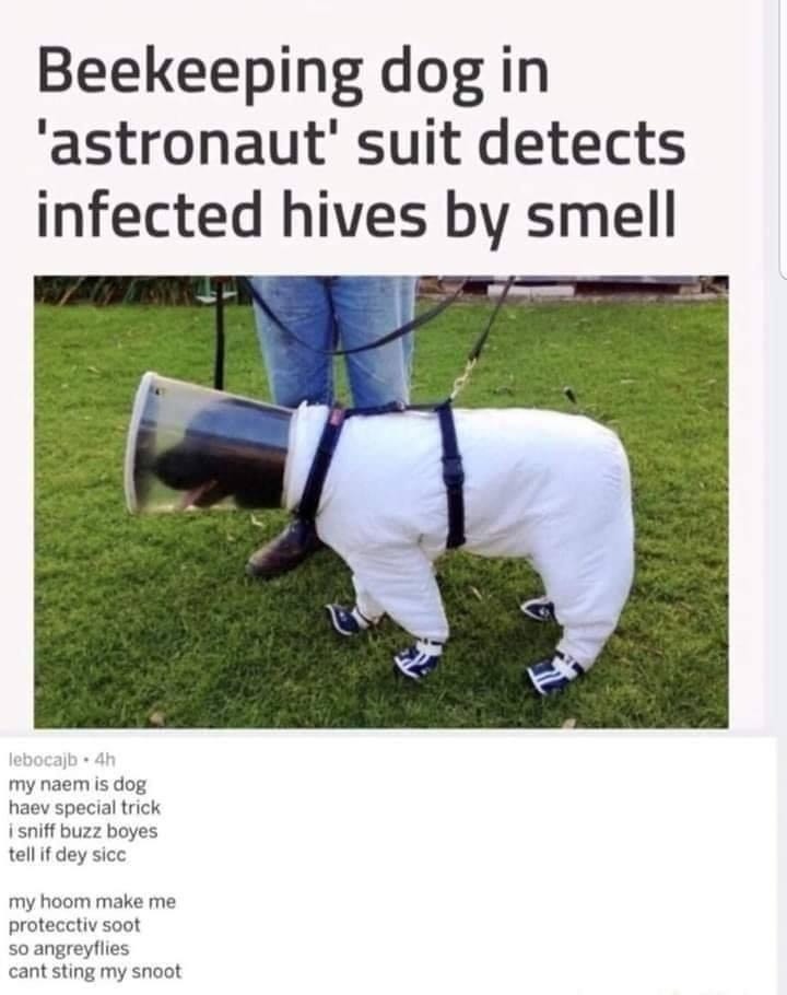 ﻿Beekeeping in ‘astronaut’ suit detects infected hives by smell lebocajb Ah my naem is haev special trick sniff buzz boyes tell if dey sicc my hoom make me protecctiv soot so angreyflies cant sting my snoot dog dog