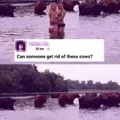 damn cows