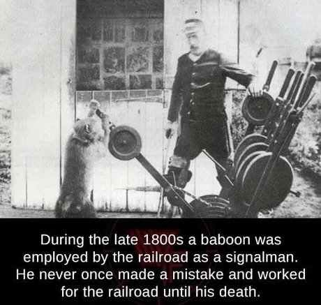 Animal work from the 1800s - meme