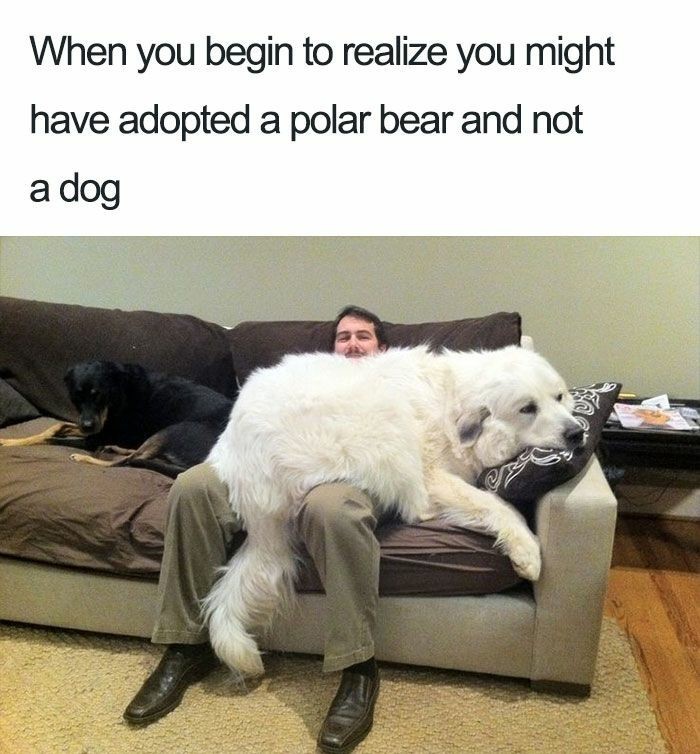 My dog is that big and his name is patronus - meme