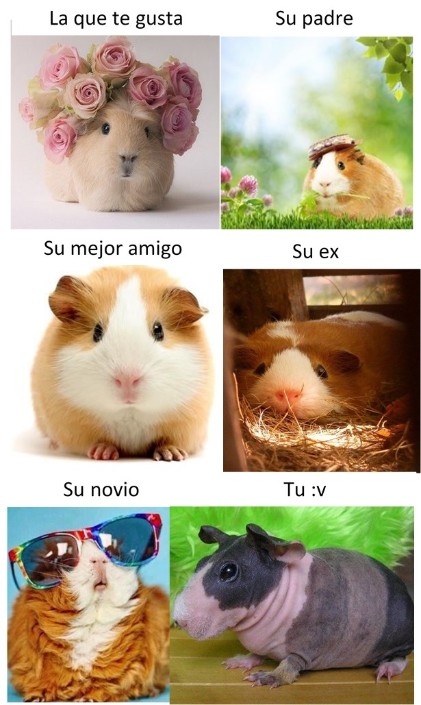 Top memes de cuy en español :) Memedroid