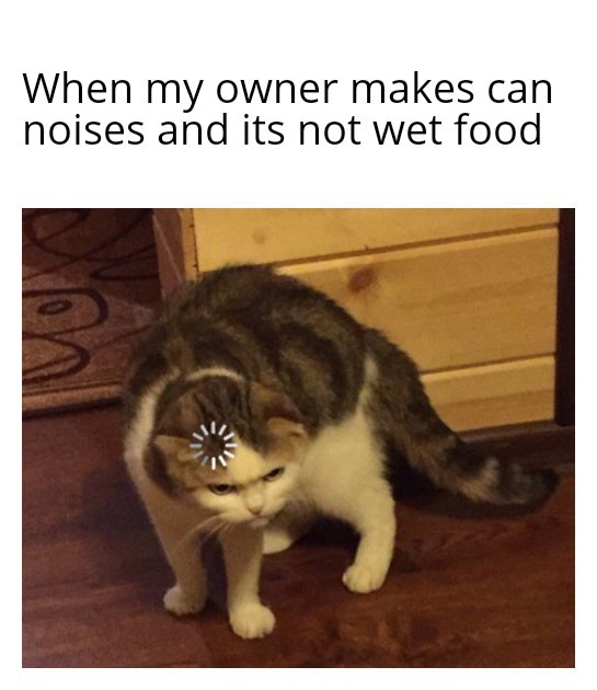 Disapointed kitty - meme