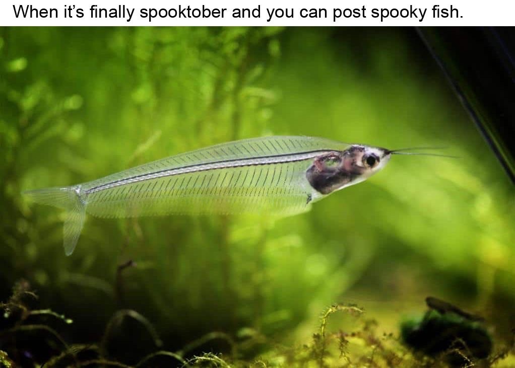 Glass catfish (have them in big groups or they will die from depression and stress) - meme