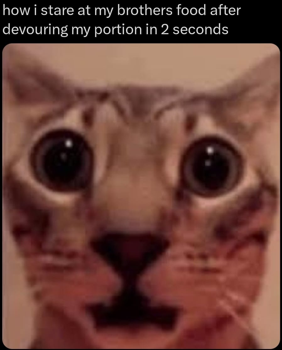 Funny cat face meme