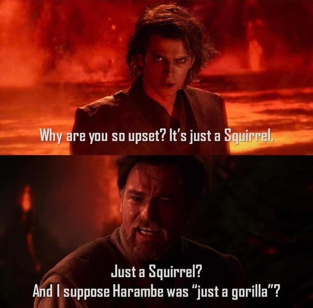 Not just a squirrel - meme