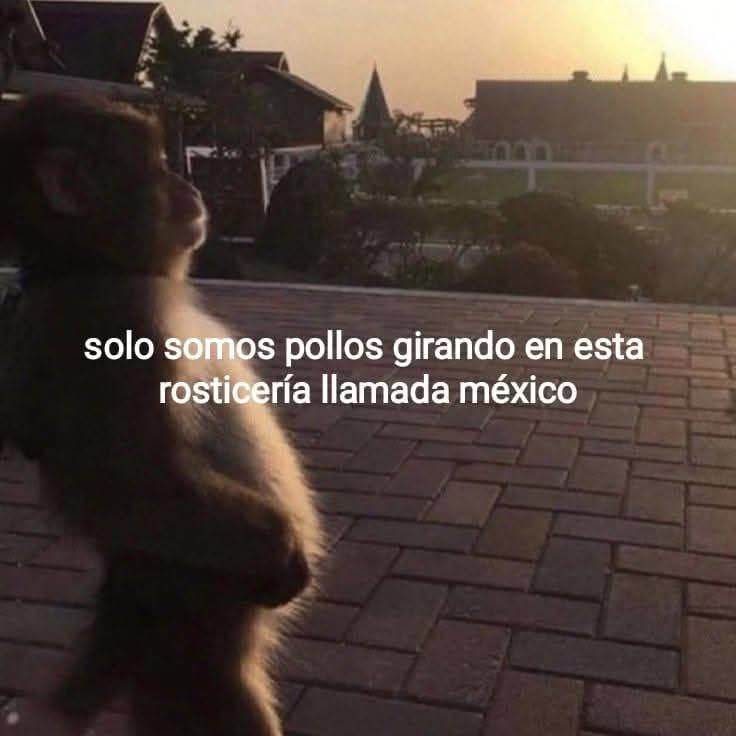 solo somos pollos girando en esta rosticería llamada méxico - meme