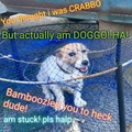 crabbo or doggo
