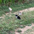 lil farm kitties