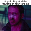 Dogs on new year's eve