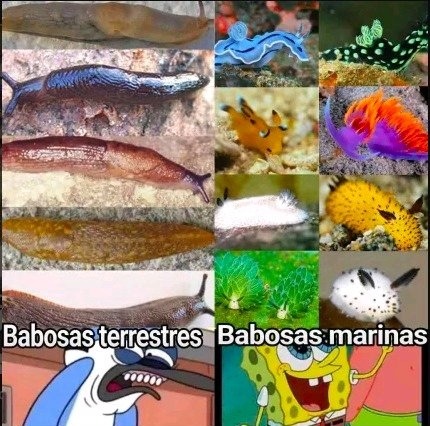 Parecen algo sacado de pokemon - meme