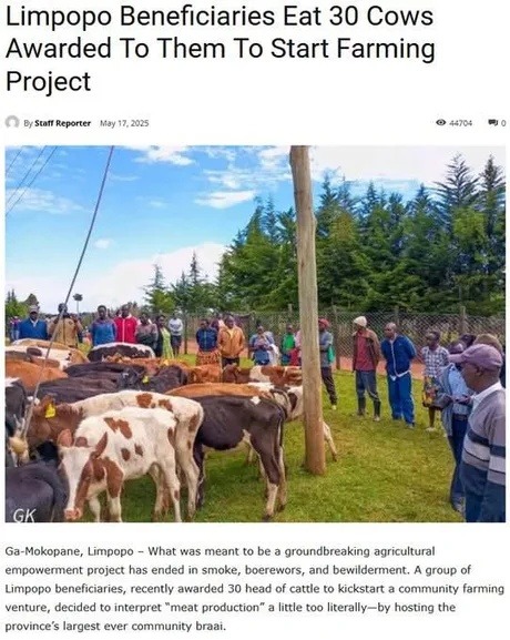 They ate the cows meant to start a farm. BBQ wins again - meme