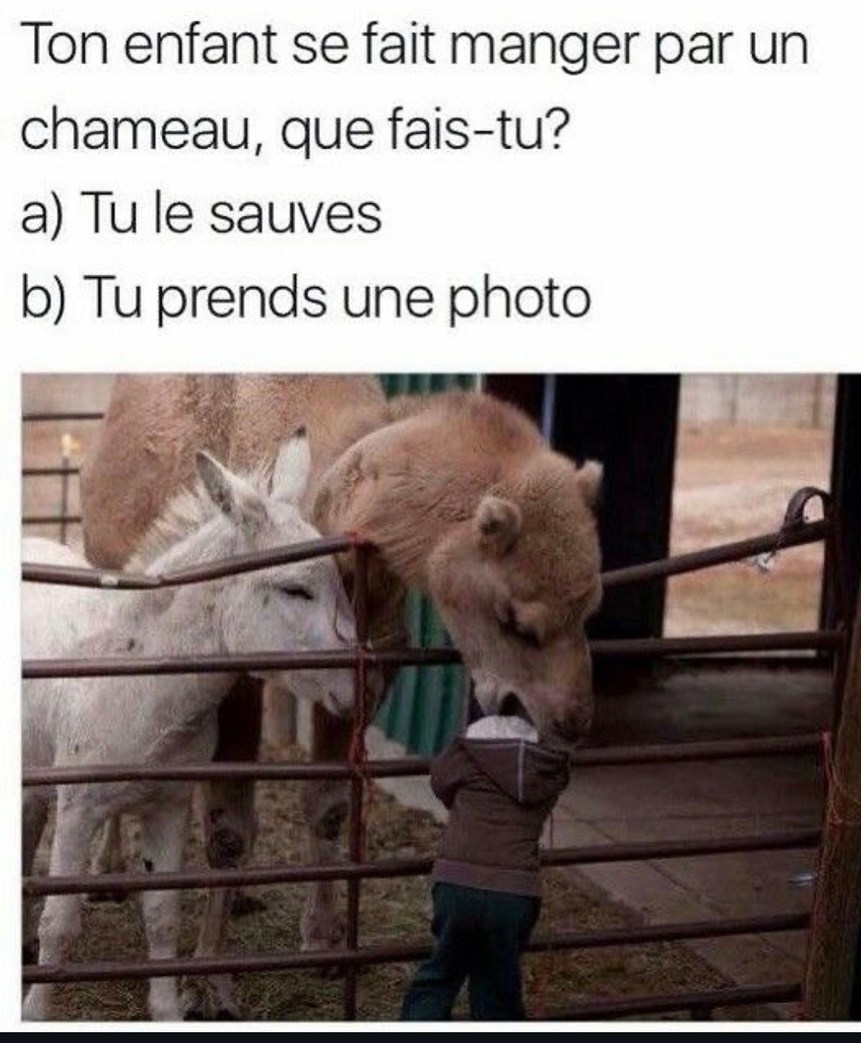 Ton gosse se fait croquer par un chameau, tu réagis comment ? - meme