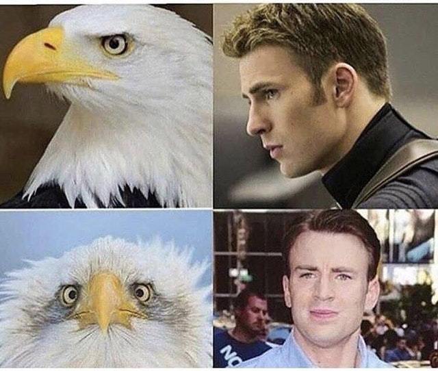 Thr reason why the American Bald Eagle is photographed from the side - meme