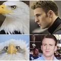 Thr reason why the American Bald Eagle is photographed from the side