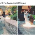 This cat has a quest for you