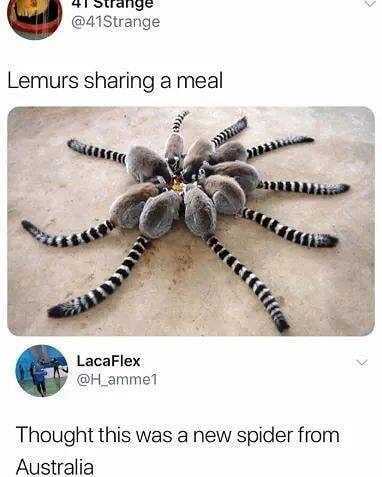 Lemurbug - meme