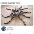 Lemurbug