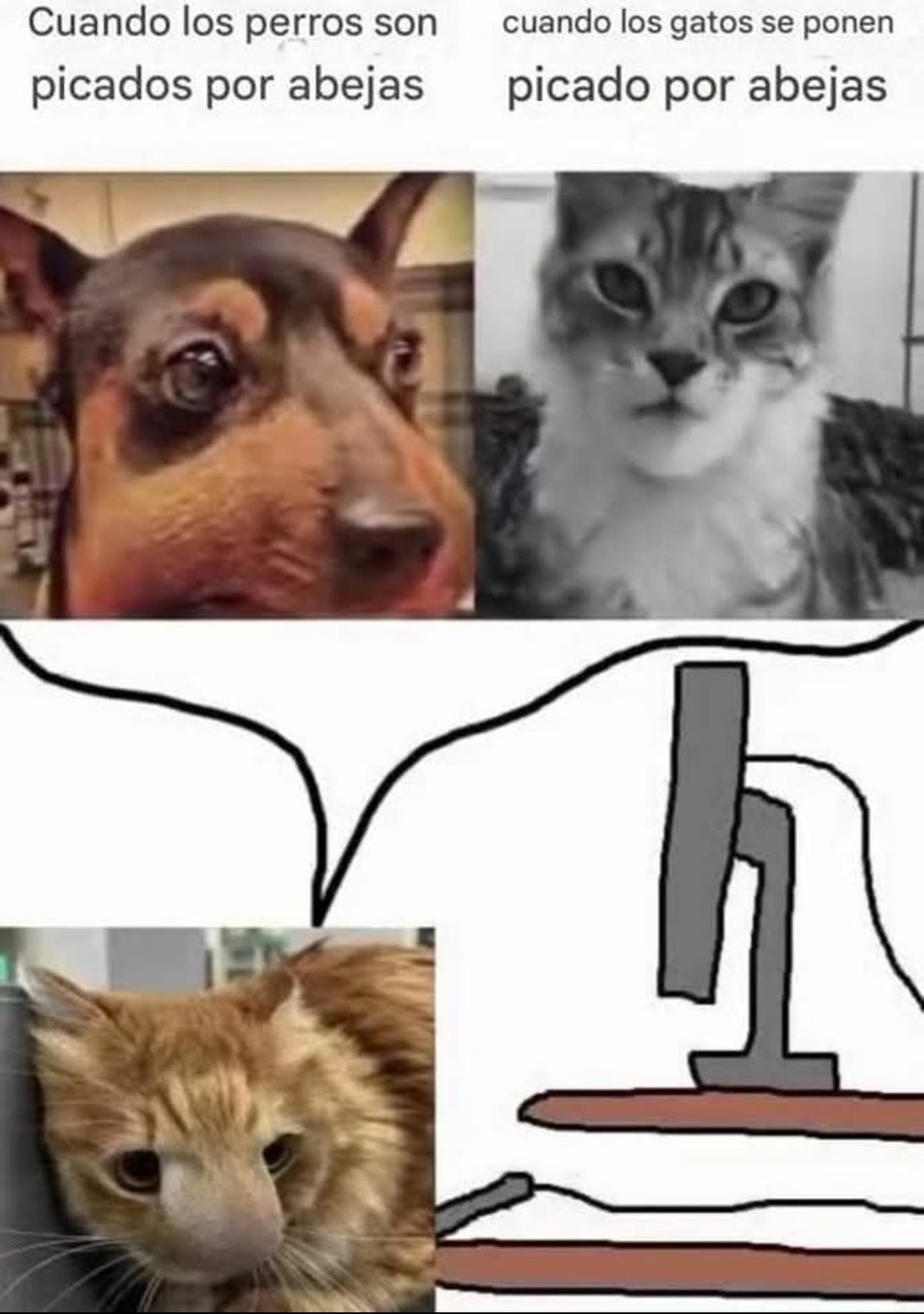 Este meme me representa más que mi horóscopo