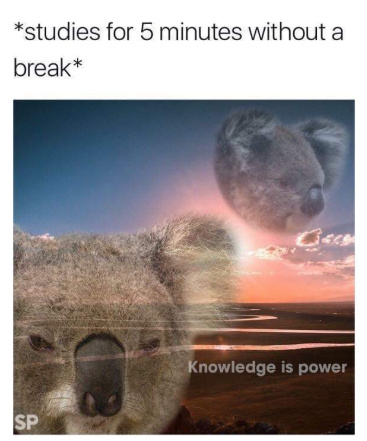 Knowledge 100 - meme
