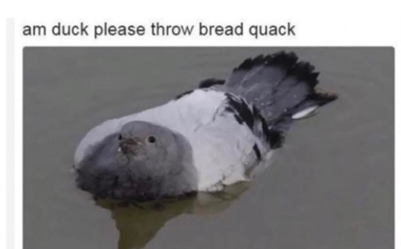 quack quack - meme