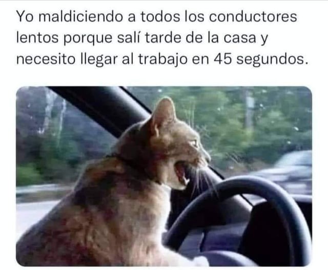 gato conductor - meme