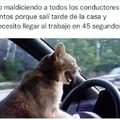 gato conductor