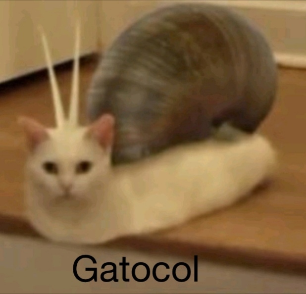 Gatocol be like - meme
