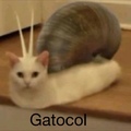 Gatocol be like