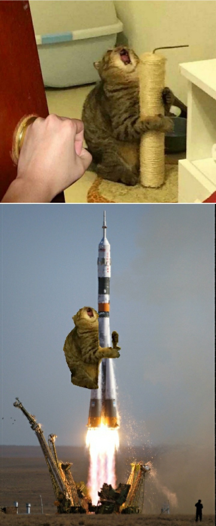 rocket cat - meme