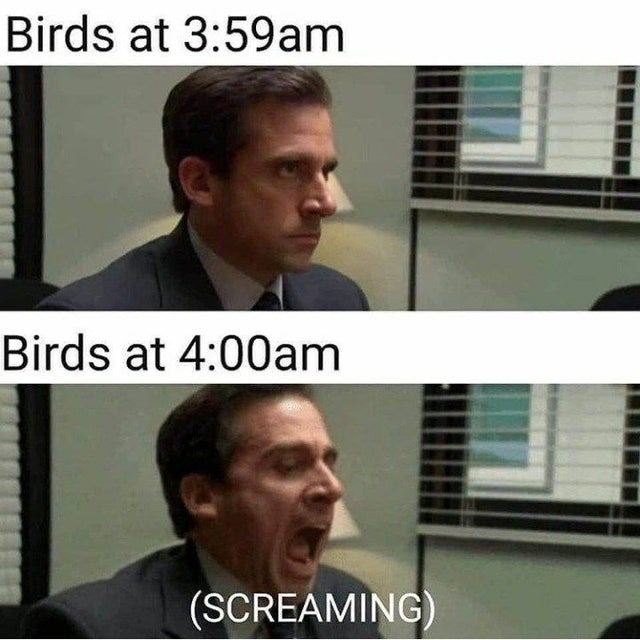 Birds at 4 am - meme