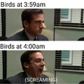 Birds at 4 am