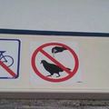 Proibido temperar a pomba