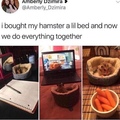 I need a hamster and a hamster bed ASAP