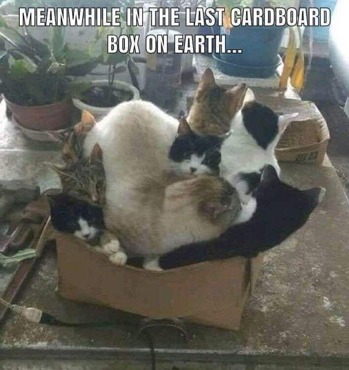 Cats LOVE boxes - Meme by JustTheTipp :) Memedroid